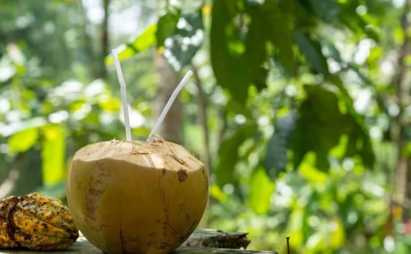 Khasiat Air Kelapa: Minuman Alami yang Menawarkan Segudang Manfaat Kesehatan