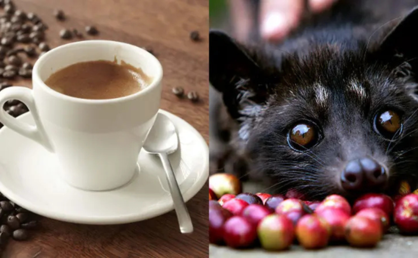 Fakta Menarik Kopi Luwak, Kopi Termahal di Dunia