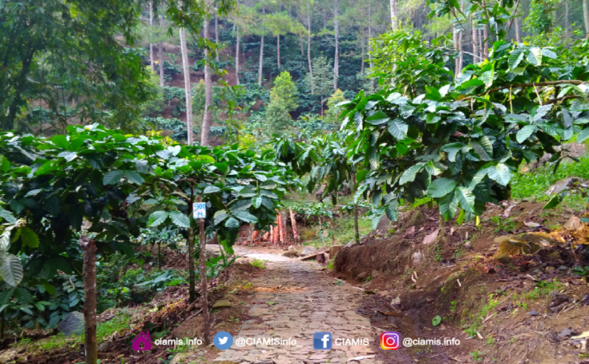 Kopi Godog Asal Ciamis Diakui Sebagai Warisan Budaya Tak Benda